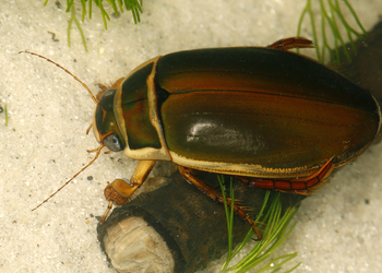 Gelbrandkäfer (Dytiscus marginalis) - © Gernot Kunz